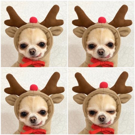 Cute Fruit Dog Clothes For Small Dogs Hoodies Winter Warm Fleece Pet Clothing Puppy Cat Costume Coat For French Chihuahua Outfit - PetParadiseShop